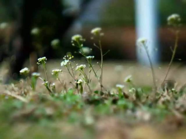 聊节气知物候 | 春在溪头荠菜花