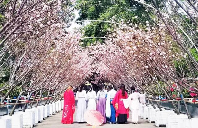 观澜湖樱花节元宵节的实拍现场!只发最真实的现场实拍