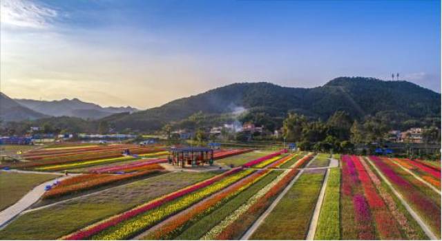 高明第二届"郁金香节"盛大开幕
