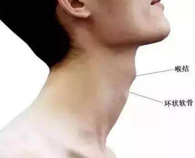 环状软骨:紧接于甲状软骨下方,不成对,位于喉部最下方,气管最上方,与