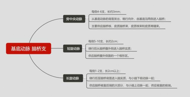 脑血管解剖思维导图第二弹,来了!