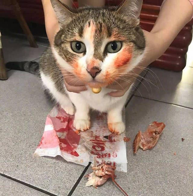 猫狗偷吃被抓时的反应,猫:吃你点东西咋了?我咋不吃别人的