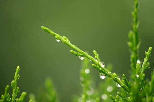 7- 天街小雨润如酥,草色遥看近却无.