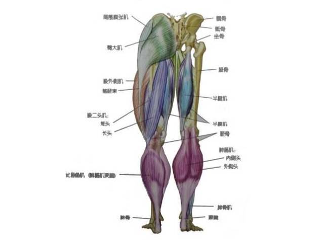 腿部肌肉由大腿和小腿肌群组成.