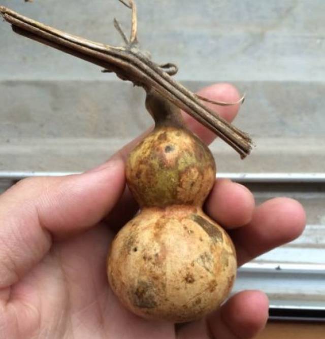 想玩花皮葫芦?他用打火机烤葫芦,结果
