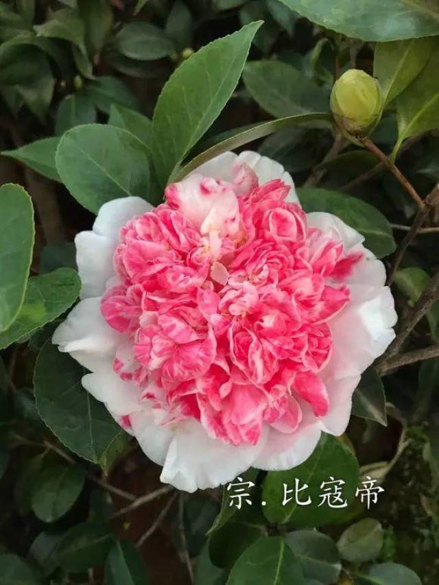 70款最美茶花,花大色艳,一点不比牡丹差