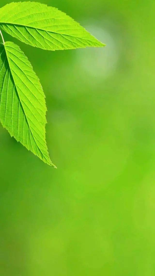 绿色护眼手机壁纸