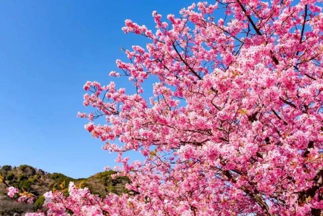最初是一对台湾夫妇来到这里种植樱树,如今樱花峪已成为广东规模最大