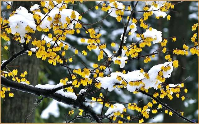 冬季腊梅盛开,园内芳香四溢 凛冬蜜阳,踏雪寻梅,不乏诗情画意