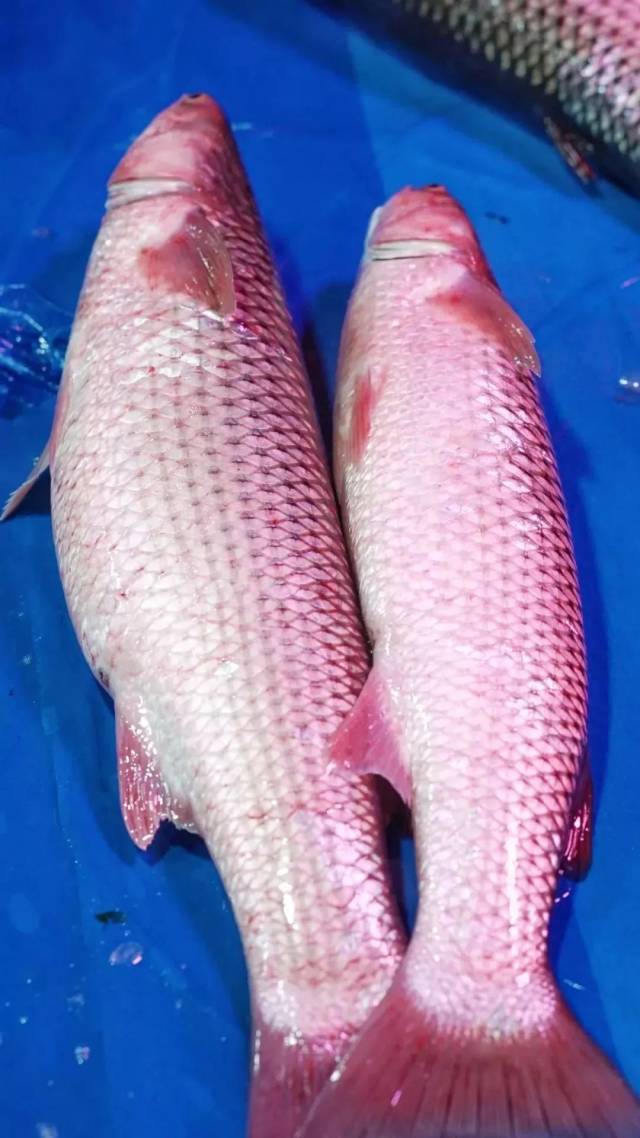 青岛开春第一鲜!错过要等下一年!最全吃法都在这...