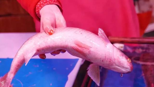 青岛开春第一鲜!错过要等下一年!最全吃法都在这...