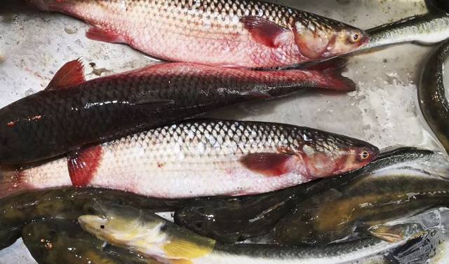 青岛开春第一鲜!错过要等下一年!最全吃法都在这...