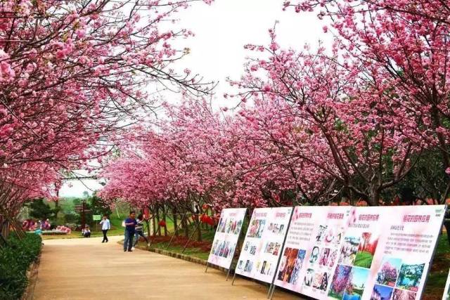 从化天适樱花园浪漫樱花林,与你浪漫邂逅 !
