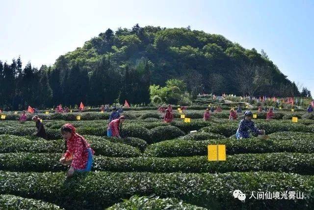 春天的云顶茶乡颜值与美味共存,最是踏青好时节