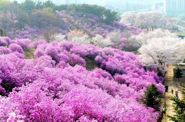 想去日本旅游的你,知道樱花何时盛开吗?