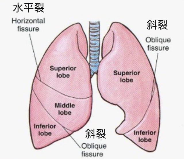 肺裂，就是指相邻肺叶间的自然间隙，主要包括斜裂和水平裂（见下图）。