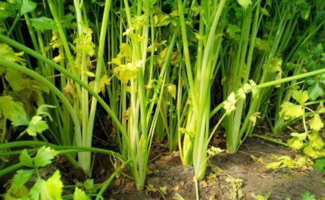 种植芹菜,要注意小苗出土的那个阶段,可以这样管理
