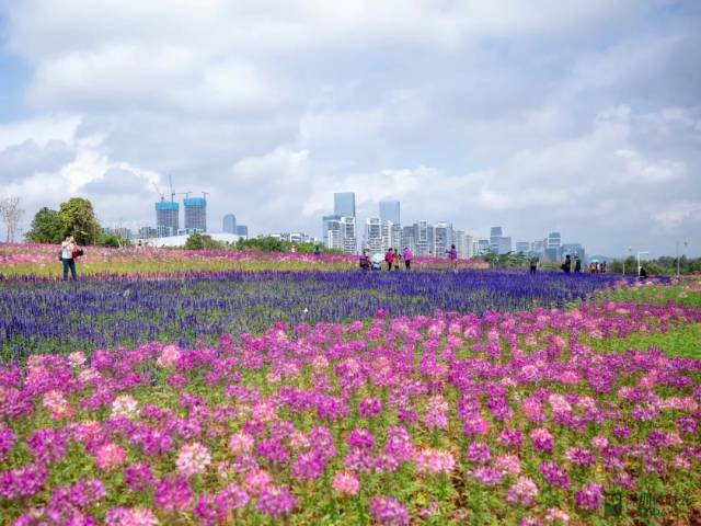 今天起,深圳湾公园这片花海正式开放!风景美如画!