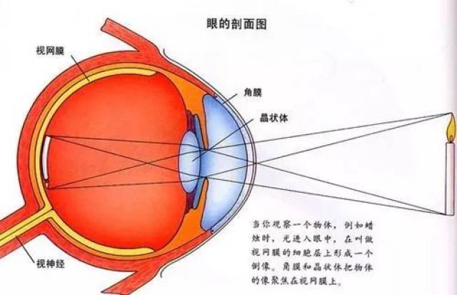 眼睛的结构原理
