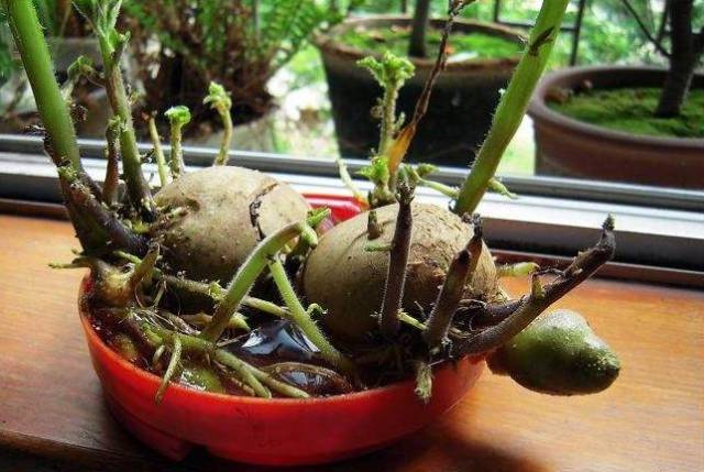 土豆发芽后别乱扔,埋花盆里,花比水仙还美,还能收获一