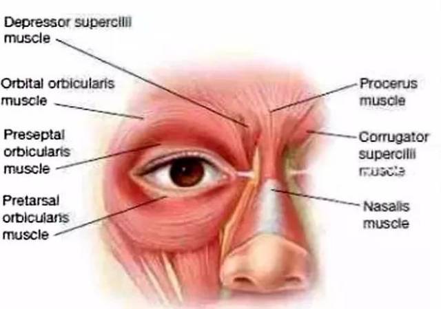额,颧,颊支的眼轮匝肌神经支配. 眼轮匝肌的神经支配.