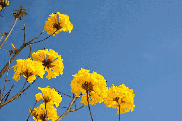 还送价值15元的彩虹飞碟