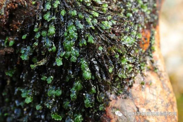 东亚黄藓distichophyllum maibarae [leskeodon maibarae](凭证标本