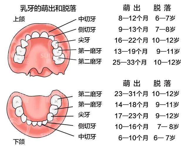 首先要了解儿童每颗乳牙的自然脱落时间,以及其替换恒牙的萌出时间.
