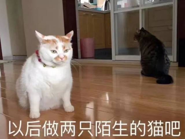 生活终于对我这只小猫咪动手了