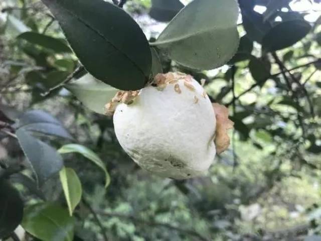 茶耳与茶苞,大冶人忘不了的山乡野味