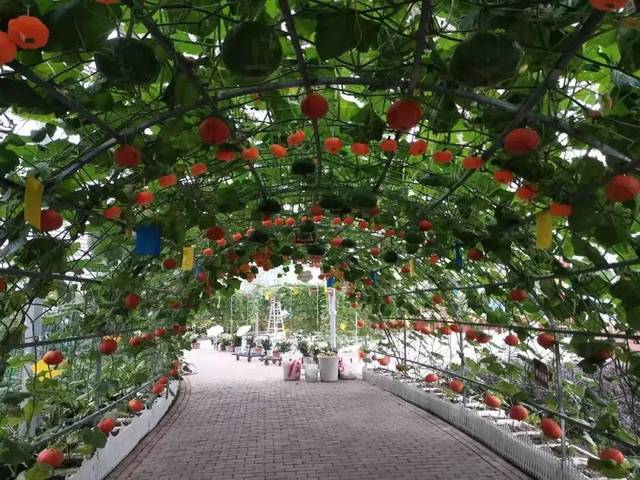 玉林五彩田园,樱花园赏花一日游