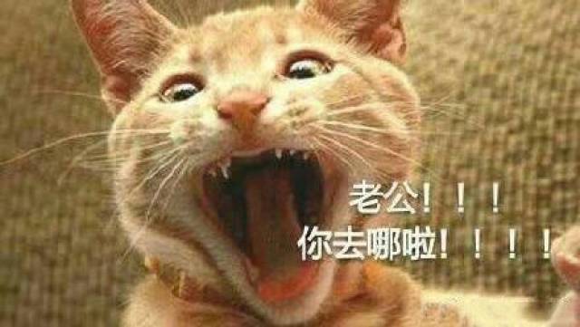 老公不见了的表情包:我老公丢了,我找我老公,我老公没
