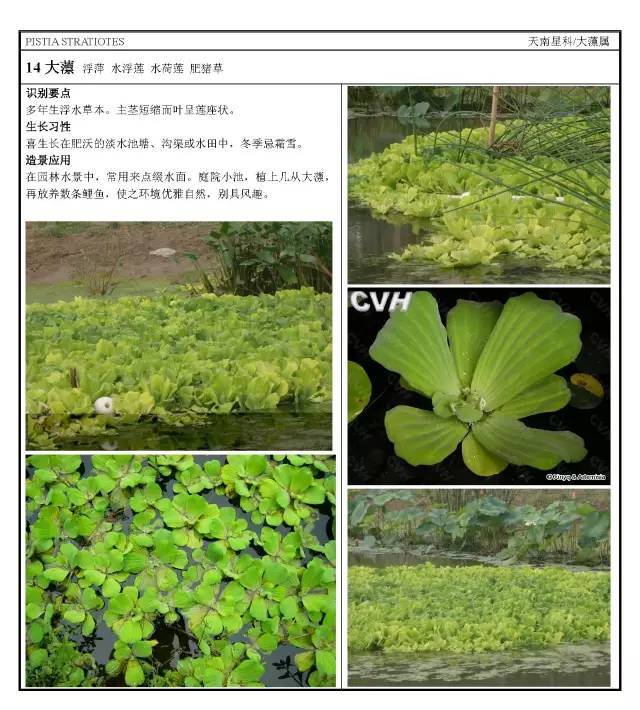 16种 · 园林常用水生植物分类