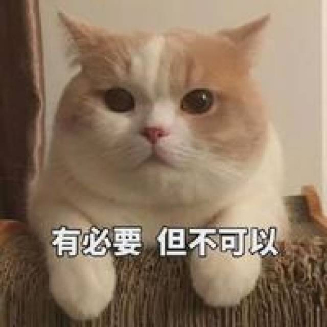 猫咪表情包:可以但没必要,有必要但不可以