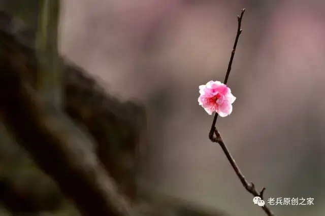 在梅花山景区,一直在寻找梅花