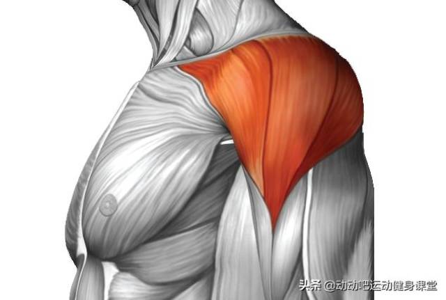 三角肌前束,主要功能是使上臂向前伸以及在肩关节处旋内 三角肌中束