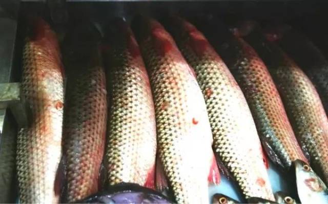 青岛春天第一鲜:开棱梭:鲜得没法说。美食大