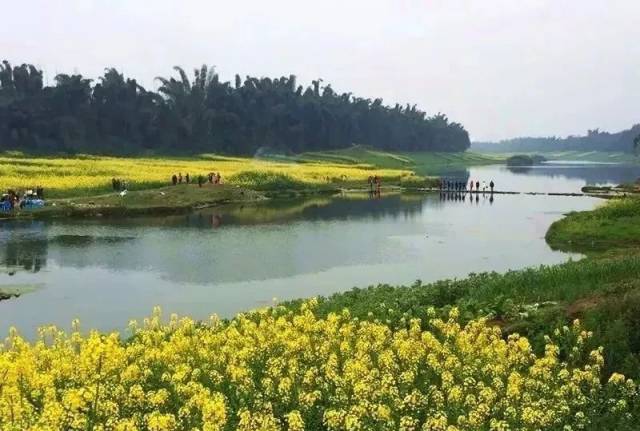 江安油菜花