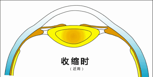 眼睛晶状体工作的示意图,图片来自网络