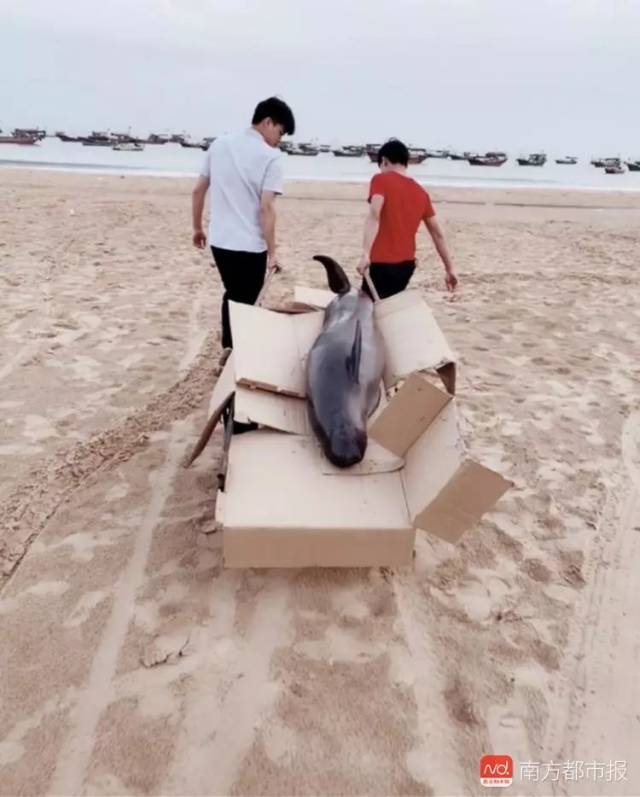 江豚被捕出售，俩小伙凑了1410元买下放生