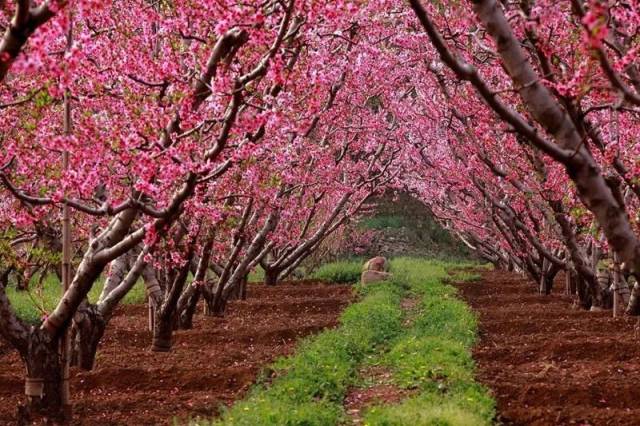 【清远黄腾峡路口】比《三生三世》还要好看的桃花林