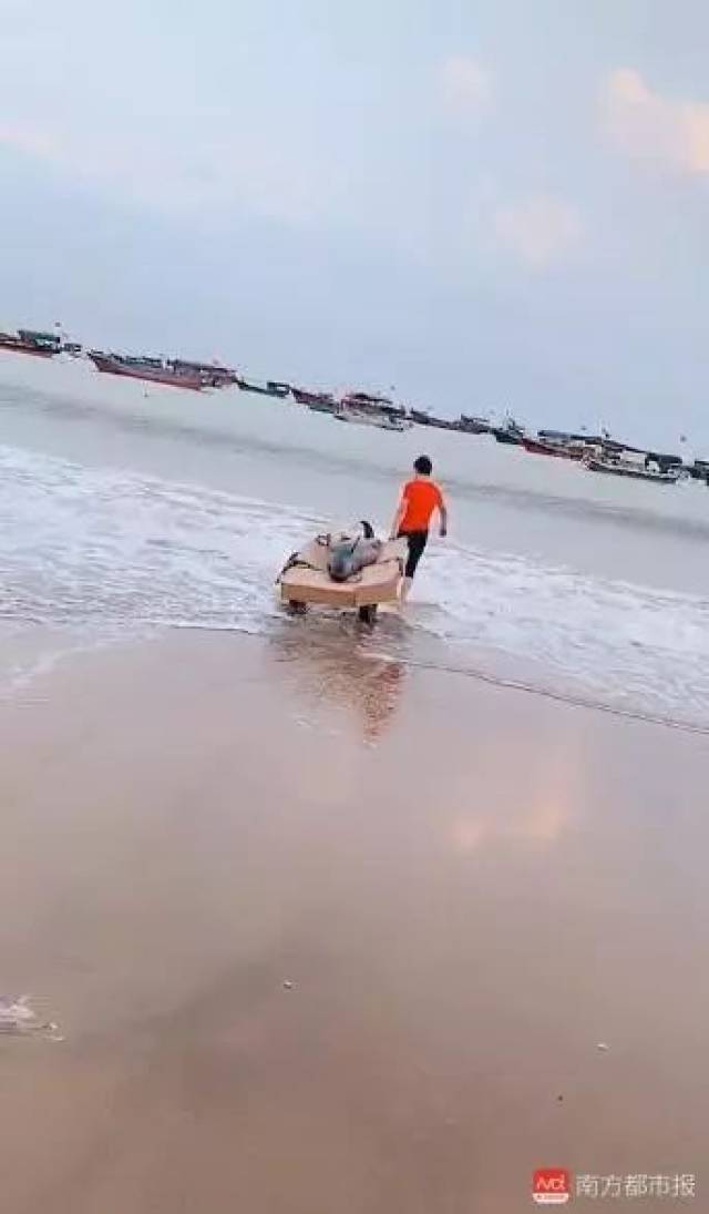 江豚被捕出售，俩小伙凑了1410元买下放生