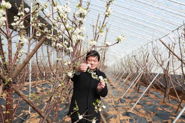 "等樱桃花开到80%以上就可以人工授粉了