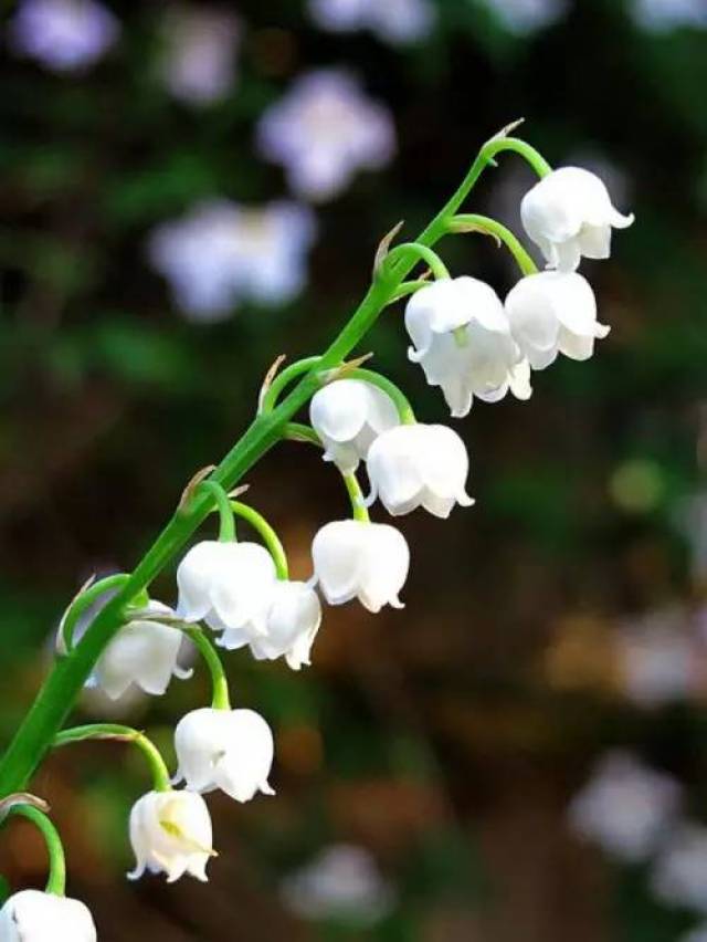 铃兰lily-of-the-valley