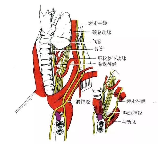 甲状腺周围分布着许多重要神经,特别是支配声带的喉返神经和喉上神经