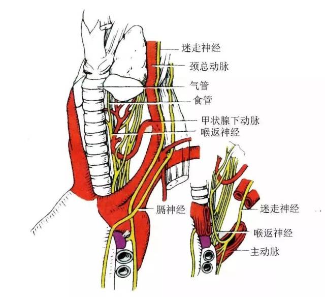 伤及一侧喉返神经,可能导致声音嘶哑;双侧神经严重损伤,有可能 导致