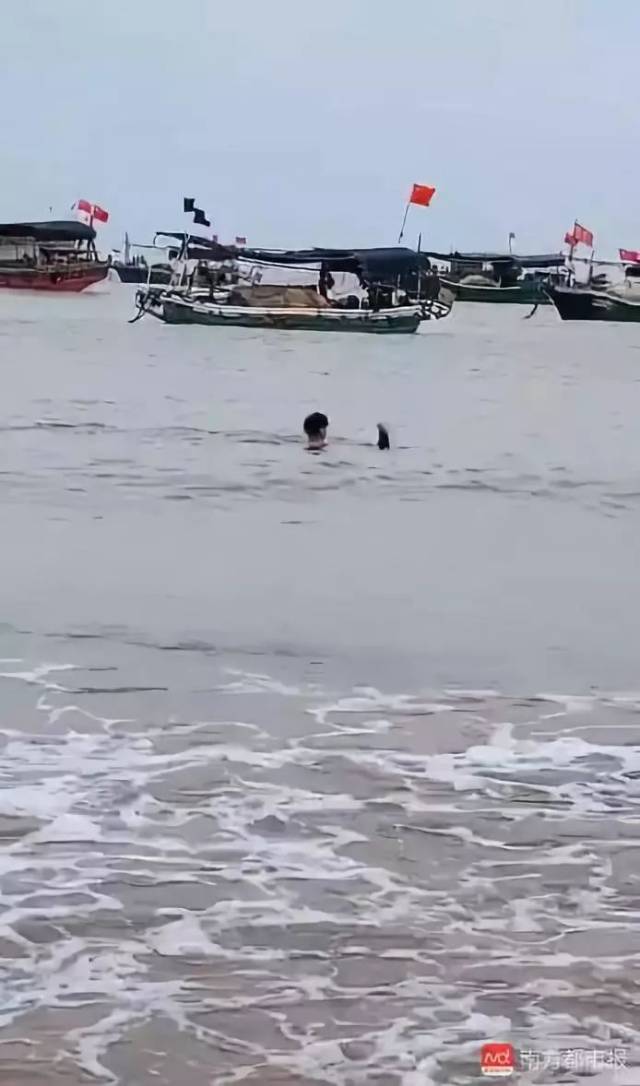 江豚被捕出售，俩小伙凑了1410元买下放生