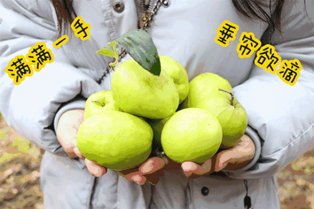 从化好去处,来到开心摘果园让你吃遍全园水果,青枣,杨桃,番石榴即摘即