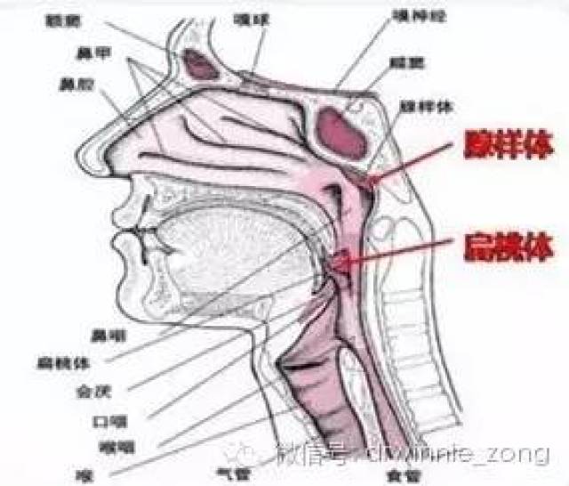 部顶部与咽后壁处 属于淋巴组织,表面呈桔瓣样 腺样体和扁桃体一样