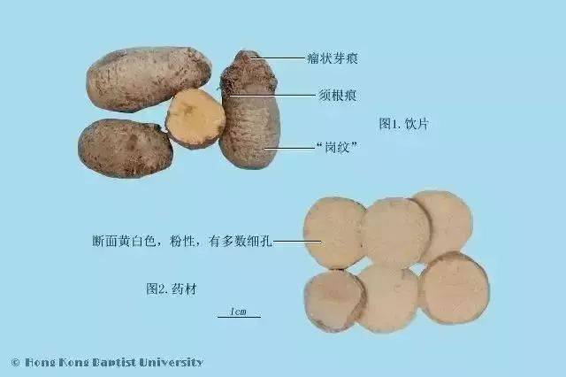 【中药】百信医考通老师带领您每天记一味中药——三棱